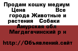 Продам кошку медиум › Цена ­ 6 000 000 - Все города Животные и растения » Собаки   . Амурская обл.,Магдагачинский р-н